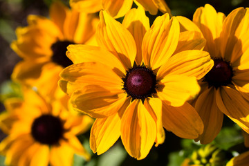 a close up of yellow flowers
