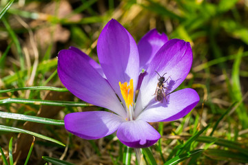 Closeup of wild bee (maybe Lasioglossum / sweat bee?) on violet snow crocus flower (Crocus chrysanthus)