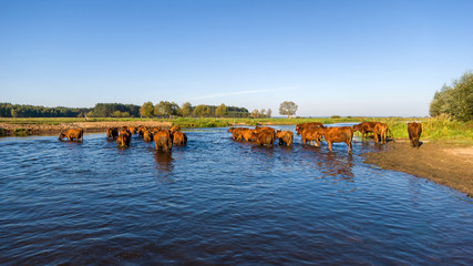 Rzeka Narew, Wieś nad Narwią, Krajobraz wiejski Podlasia © podlaski49