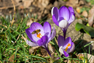 Fototapeta premium Closeup of honey bee (Apis mellifera) flying to violet snow crocus flowers (Crocus chrysanthus)