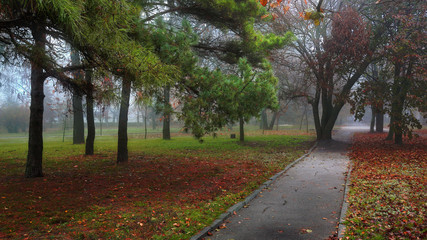 Fototapeta na wymiar Fog in the Park