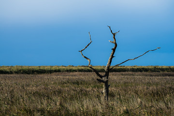 Dead tree in salt marsh