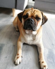 english bulldog in front of white background
