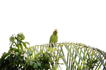 Pionus maximiliani bird on a branch