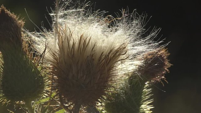 fluffy seeds of wild thistle, sun shines through bud. Thistledown, method of seed dispersal by wind. Macro