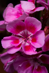 Fototapeta na wymiar A close up of spring flowers 
