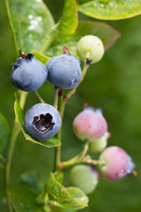 Ripe for picking, blue berries on a blue berry bush in late summer in Scotland.