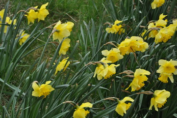 Obraz premium Nature picture