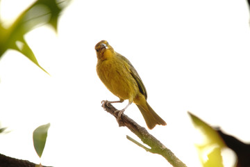 Sicalis flaveola bird on a branch