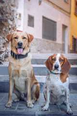 Portrait of two pretty dogs