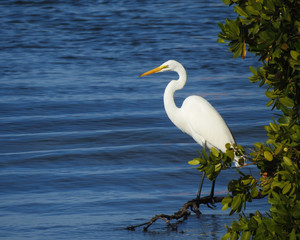 Great Egret white bird blue water beautiful nature background