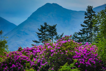 Traditional Scottish Mountains flora close-up.