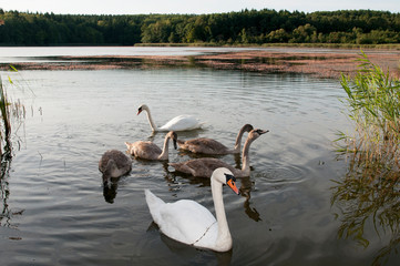 white swans on an autumn lake on a sunny day