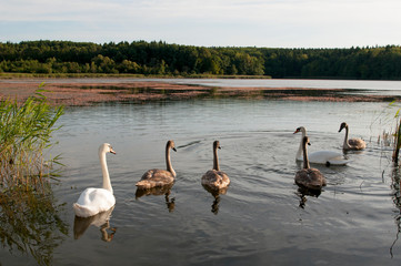 white swans on an autumn lake on a sunny day