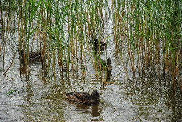 ducks in pond