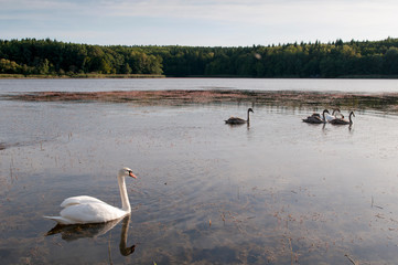 white swans on an autumn lake on a sunny day
