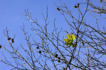 branches of a tree against blue sky