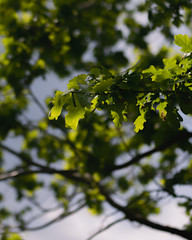 Grüne Eichen-Blätter im Baum