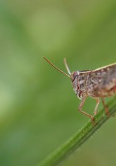 Heuschrecke