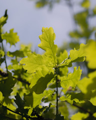 Grüne Eichen-Blätter im Baum