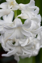Hyacinth flowers in the summer