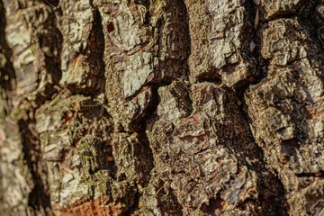 Baumrinde Hintergrund