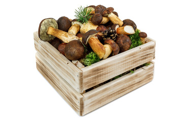 Wooden box with edible mushrooms (Boletus badius) and a sprig of pine. Mushrooms are used for the preparation of many mushroom dishes, freezing for the winter, drying and pickling. Isolated