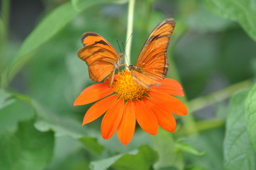 Bresil, Deux Papillons sur ue fleur