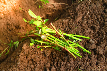 Branches, cuttings of roses for planting in the soil. Harvesting rose branches for the formation of roots, growing a new plant.
