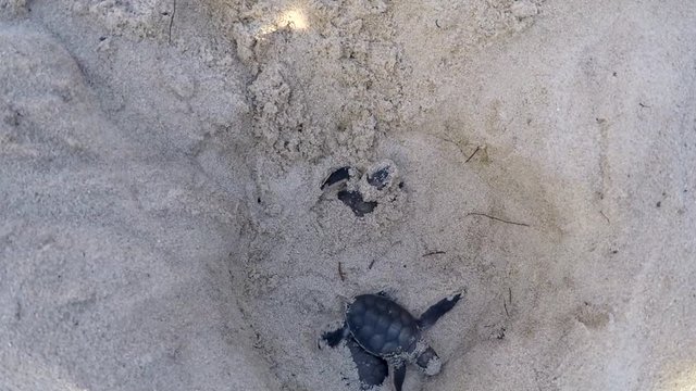 Green sea turtles hatchlings coming out of a nest in the sand on the Swahili coast, Tanzania.