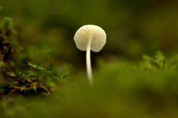 mushroom in the forest