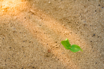 Watermelon sprout on the sand on the beach. Lonely plant, shoots among the desert, sand. The sun shines on a young plant.