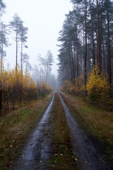 Fototapeta na wymiar Rain and fog in the forest