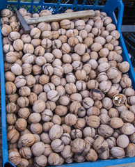 a lot of walnuts and a hammer in plastic crate