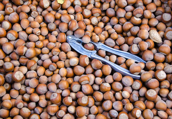 Many raw hazelnut in shell as a background