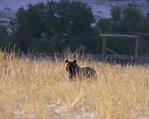 The picturesque nature and wonderful beauty of wild animals