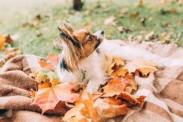 A little cute papillon dog in a plaid with autumn leaves