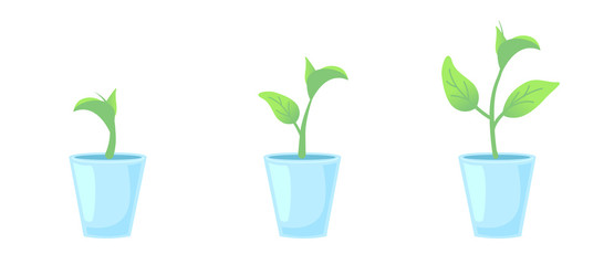 Set three potted plants. Gardening home design elements. Phases plant growing. Growth Infographic and evolution concept. Vector illustration front view on isolated white background.