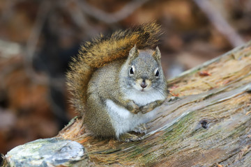 squirrel  in the woods
