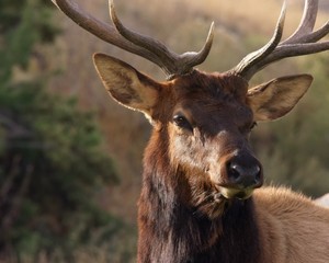 The picturesque nature and wonderful beauty of wild animals