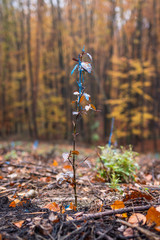 Seedling of beech tree upon which gritty deer-browse paint has been applied. Coating on young tree as protection against animal biting and feeding
