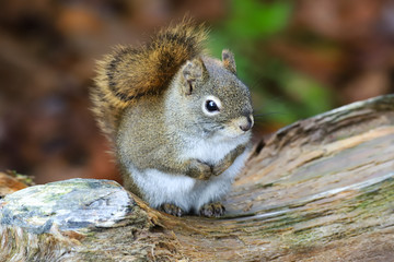 squirrel  in the woods