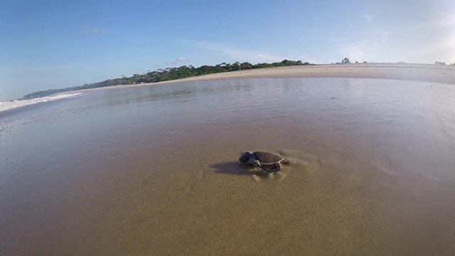 Green sea turtle hatching going towards the sea on the Swahili coast, Tanzania.