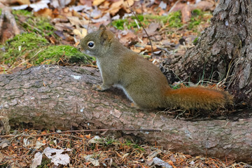 squirrel  in the woods
