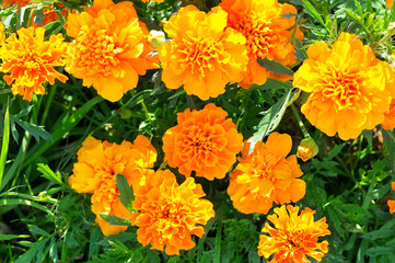 Yellow chrysanthemums in the summer garden. Beautiful background.