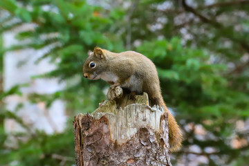 Naklejka na ściany i meble squirrel in the woods