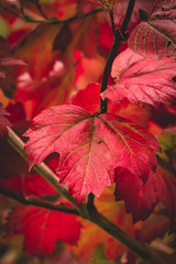 Beautiful red leaves in the autumn season. Autumn landscape, Indian summer