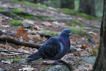 pigeon in the woods