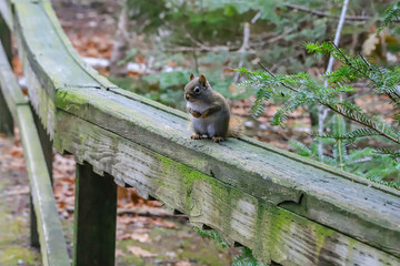 squirrel on a wooden railing