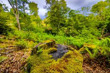 Fototapete bei efototapeten.de bestellen   